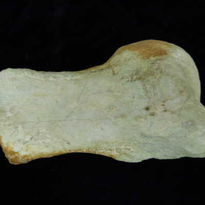 Cetacea (whale fossil)
