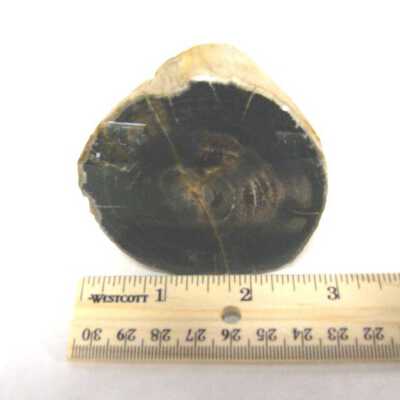Limb Cast