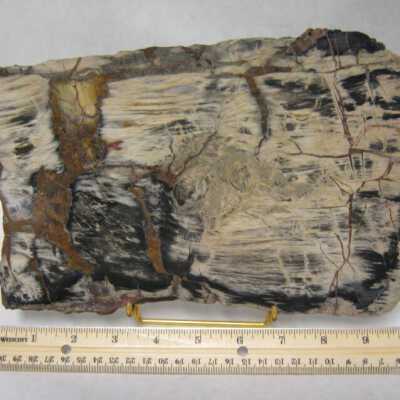 Limb Cast