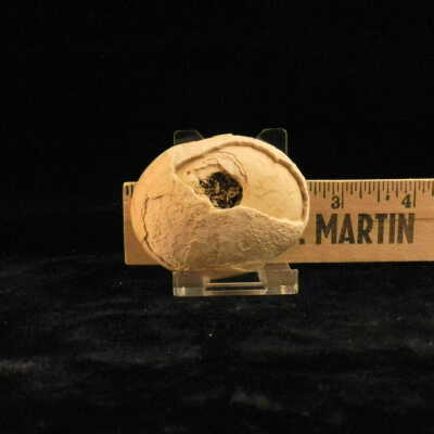Bird Egg (fossil)