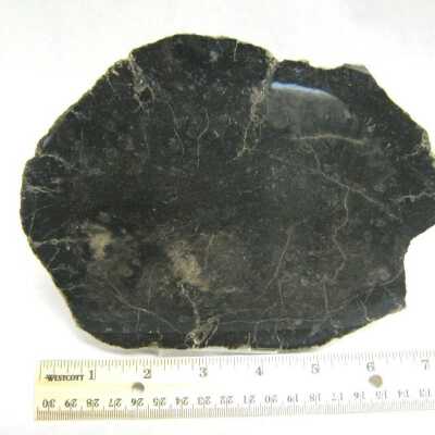 Limb Cast