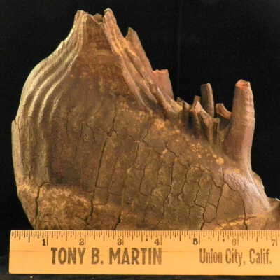 Mammath (tooth)
