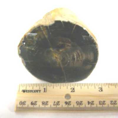 Limb Cast