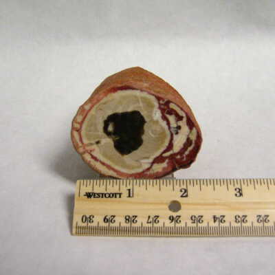 Elm