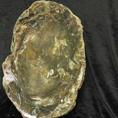 Petrified Wood