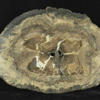 Juniper with Petrified Algae