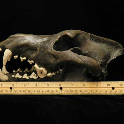 Dire Wolf (replica)