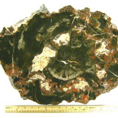 Petrified Wood