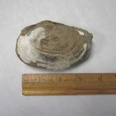Panopea (Bivalve)