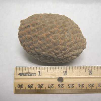 Aracaria Seed Cone