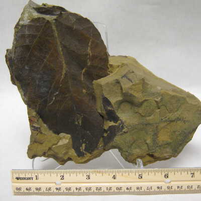 Large Tropical Leaf
