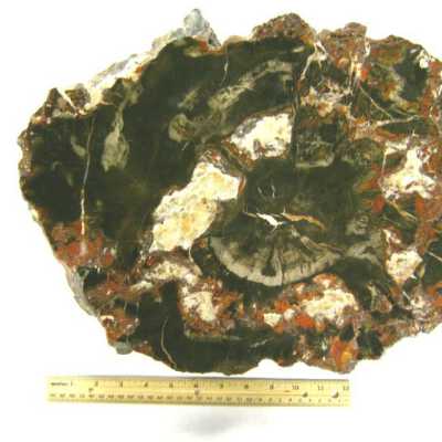 Limb Cast