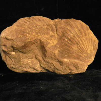 Pectindae (scallop)