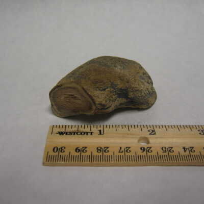 Petrified Bark (rare)