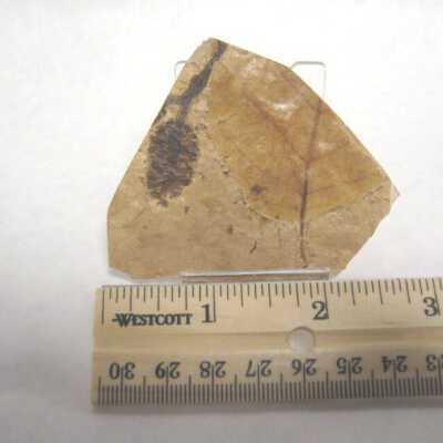 Leaf Fossil