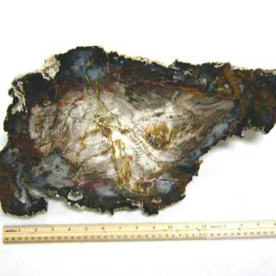 Petrified Wood