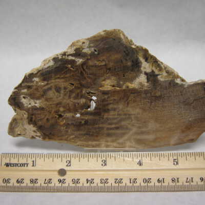 Petrified Wood
