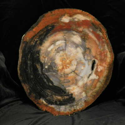 Petrified Wood