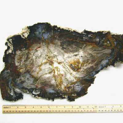 Petrified Wood