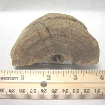 Limb Cast