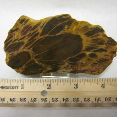 Pentoxylon (Seed Fern)