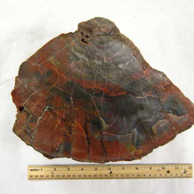 Petrified Wood