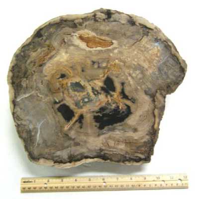 Petrified Wood