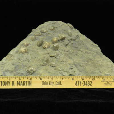 Fish Concretion (fossil)