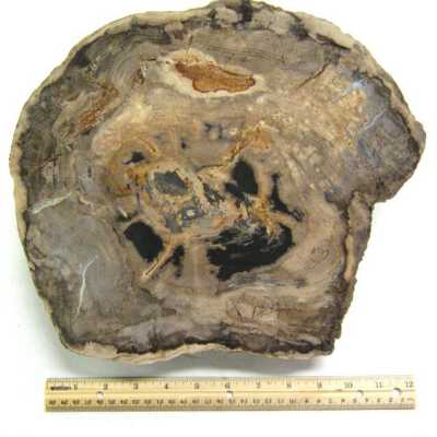 Petrified Wood