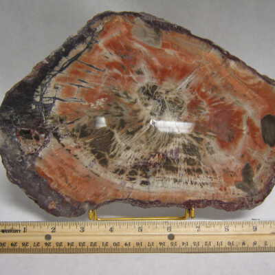 Araucaria