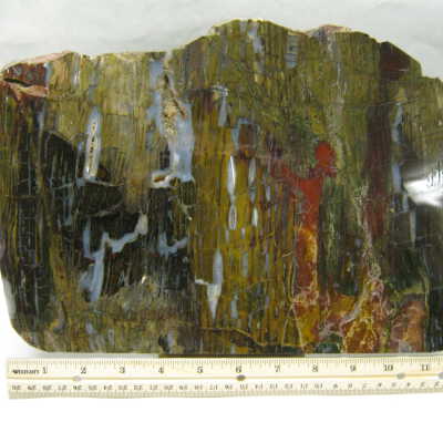 Petrified Wood