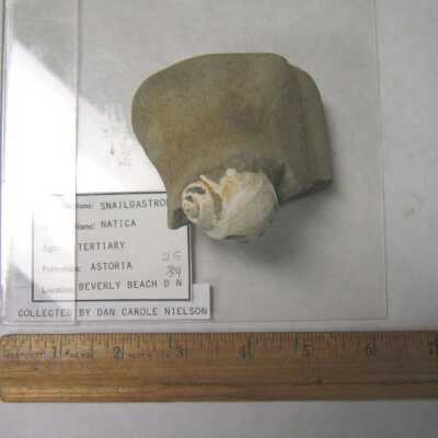 Natica (Gastropod)