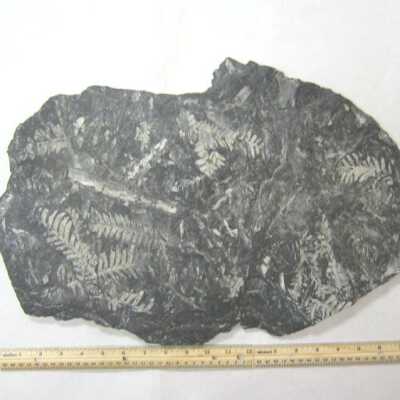 Fossil Leaf