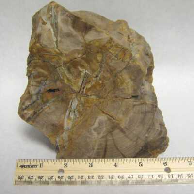 Limb Cast
