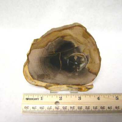 Petrified Wood