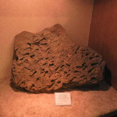 Sea Snails (fossils)
