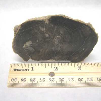 Limb Cast