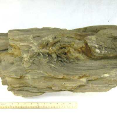 Petrified Wood
