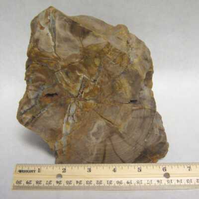Limb Cast