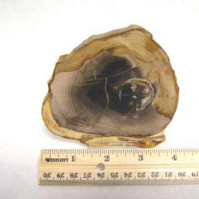 Petrified Wood