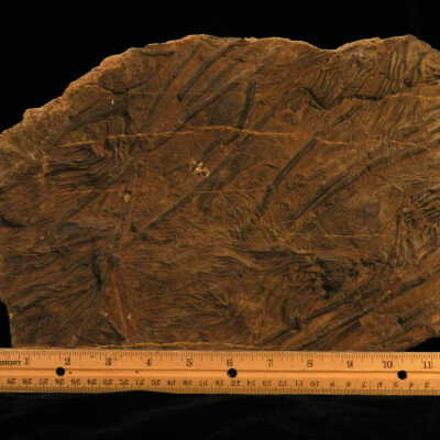 Crinoid