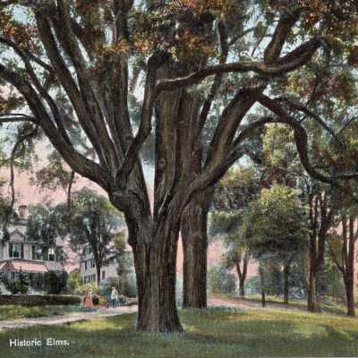 Historic Elms. Norwich Town, Conn.