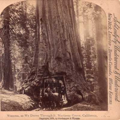 Stereograph Card from 1894 of the Red Wood Trees in CA
