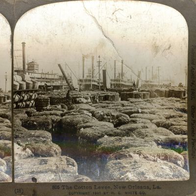 Cotton Levee, New Orleans