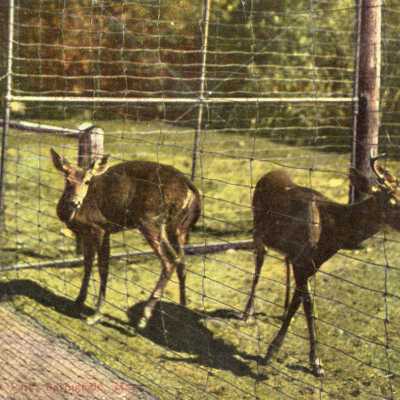 Deer in Forest Park, Springfield, Mass.