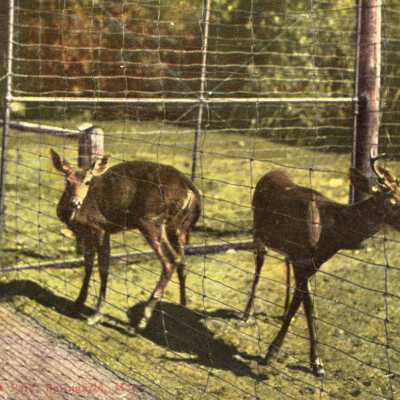 Deer in Forest Park, Springfield, Mass.
