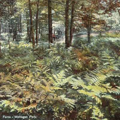 Ferns - Mohegan Park, Norwich, Conn.