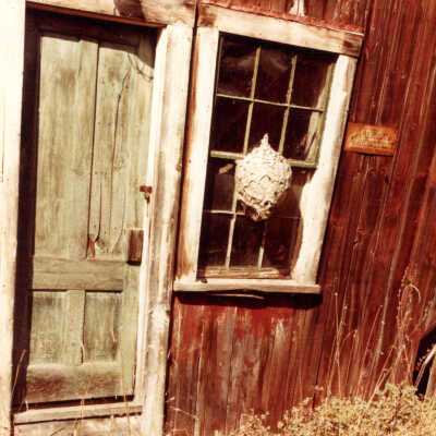 Farm/Jacobson Farm/Amherst, N.H.: Writing on back.