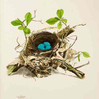 Illustrations of the Nests and Eggs of Birds of Ohio