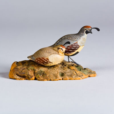 Untitled [Gambel's Quail]